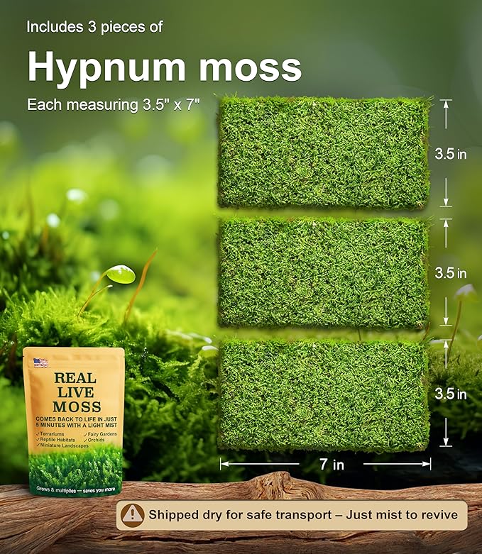 Live Moss – Hypnum Moss (3 Sheets, Each Approx. 3.5"x7") for Terrariums, Fairy Gardens, Bonsai & Natural Plant Decor – Naturally Grown, Reusable, Not Artificial