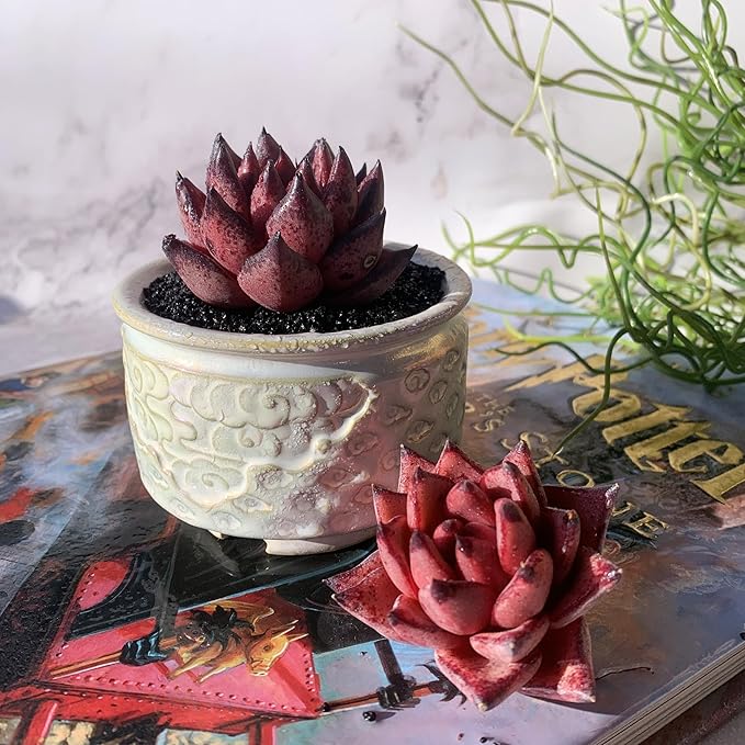 Echeveria Agavoides Romeo Rare Live Succulent Plants, 1 Head 2.5" Bare Root Without Pot & Soil, Garden Indoor Office Desk Baby Shower Decoration, Friend Plant Lovers Gifts
