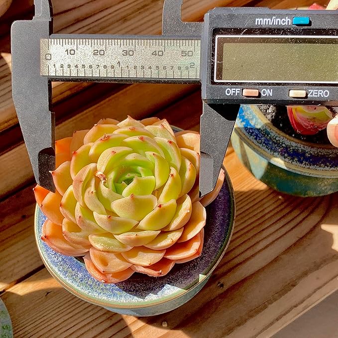 Echeveria Onslow Rare Live Succulent Plants, Orange 1 Head 2.5" Live Plant, Package Without Pot & Soil, Garden Indoor Office Desk, Wedding Party Baby Shower Decoration, Friend Plant Lovers Gifts