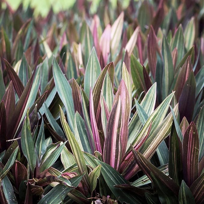 Tri Color Dwarf Oyster Plant | 3 Live Plants | Tradescantia Spathacea 'Tricolor' | Indoor Outdoor Decorative Accent | Vibrant Foliage