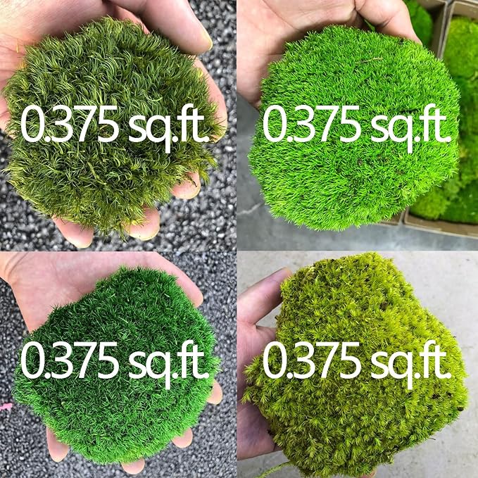 Moss No Bowl 4 Color Mix Pack Preserved Pole Moss Pillow Bun Cushion Natural Decorative DIY Kit Art Wall Florist Easter Decor (1.5 sq.ft, Green-A,B,C-D)