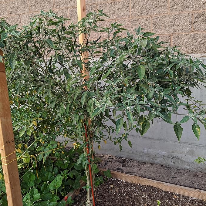 Premium Black Cobra Pepper (Capsicum Annuum) - Rare & Exotic Hot Chili Pepper, Perfect for Home Gardening and Gourmet Cooking (2 bkcbr pep Cups)