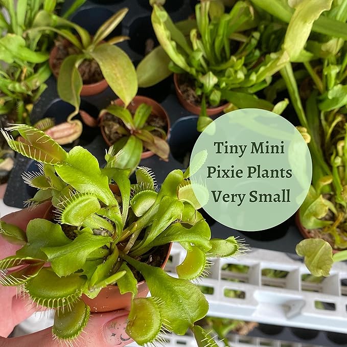 BubbleBlooms Carnivorous Plant Assortment Set, 5 Live Different Plants in 2 inch Pots
