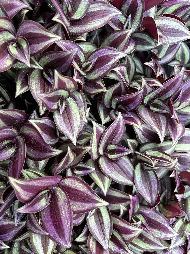 Live Wandering Jew Plant - Tradescantia Zebrina Starter Plants - Pack of 10, Healthy and Pest-Free, Vibrant Purple Foliage, Perfect for Home & Garden, Easy-Care Indoor/Outdoor Houseplant