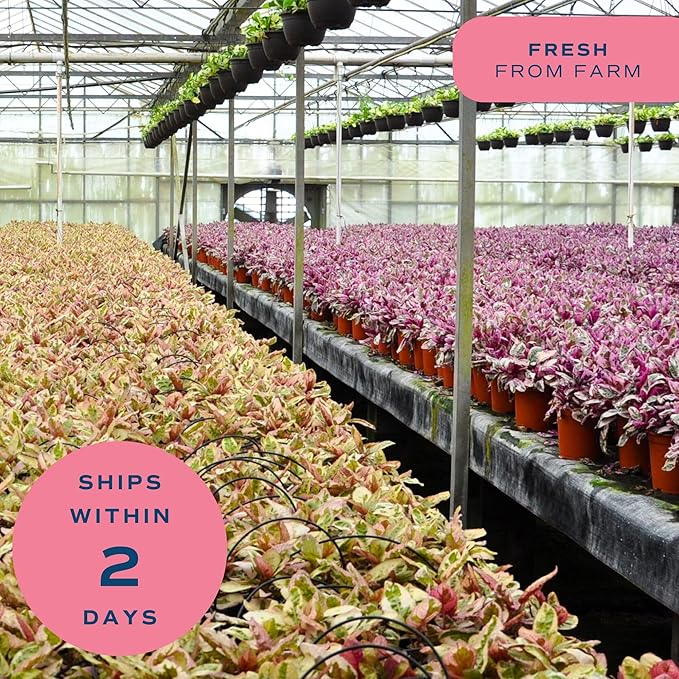 Costa Farms Champs Elysses Pothos Live Plant in Self Watering Pot, Indoor Houseplant, Trailing Vining, Perfect for Home, Room, or Office Decor, Great House Warming or Birthday Gift, 12-14 Inches Tall