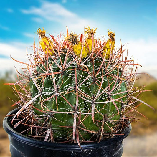 Cactus Outlet - Ferocactus Gracilis - Barrel Cactus - Live Cactus Plants - Barrel Cactus Plants Live - Landscape Ready Barrel Cactus Plants Live Delivered Right to Your Door - Live Plants Outdoor