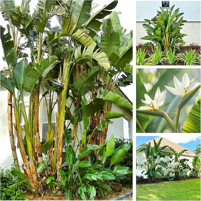 Bird of Paradise - White + Orange - Strelitzia. (2 White + 2 Orange BoP Cups)