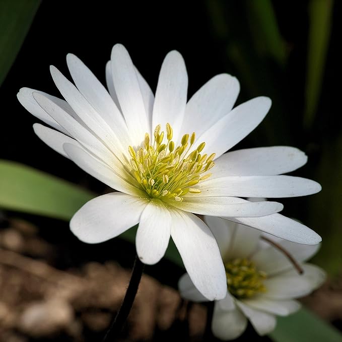 Easy to Grow Anemone Blanda 'White' Plant Bulbs (20 Pack) - White Flowering Blooms in Spring or Fall Gardens