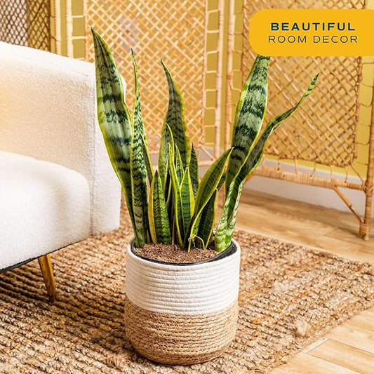 Costa Farms Live Snake Plant, Sansevieria, Easy Care House Plant in Modern Decor Pot, Houseplant in Potting Soil Mix, Succulent Plant Gift for Housewarming, Office and Home Decor, 2-3 Feet Tall