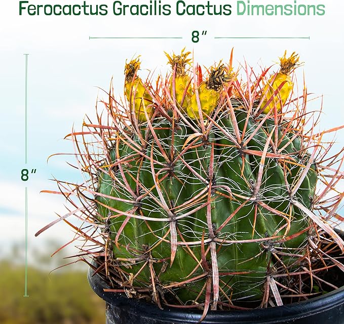 Cactus Outlet - Ferocactus Gracilis - Barrel Cactus - Live Cactus Plants - Barrel Cactus Plants Live - Landscape Ready Barrel Cactus Plants Live Delivered Right to Your Door - Live Plants Outdoor