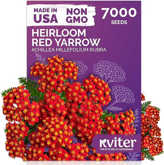KVITER 7000 Red Yarrow Seeds (Achillea Millefolium Rubra) — Perennial Flower Seeds to Plant Outside, Heirloom & Organic — Native Wildflower Seed for Herb Garden, Beds, Containers & Meadows