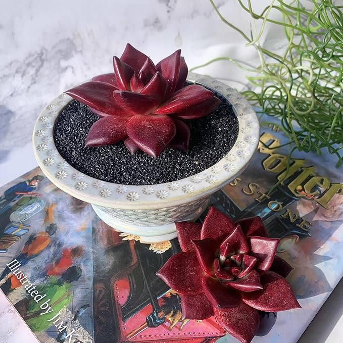 Echeveria Agavoides v Romeo Rubin Big Rare Live Succulent Plants, 1 Head 2-2.5" Bare Root Without Pot & Soil, Garden Indoor Office Desk Baby Shower Decoration, Friend Plant Lovers Gifts