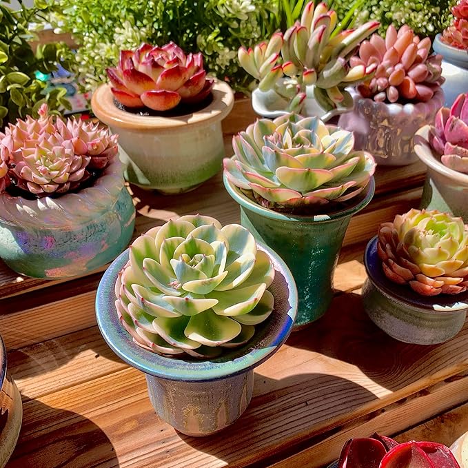 Echeveria Secunda VAR. Glauca Variegated Rare Live Succulent Plants, Green 1 Head 3.5" Live Plant, Package Without Pot & Soil, Garden Indoor Office Desk, Wedding Party Decoration, Friend Lovers Gifts