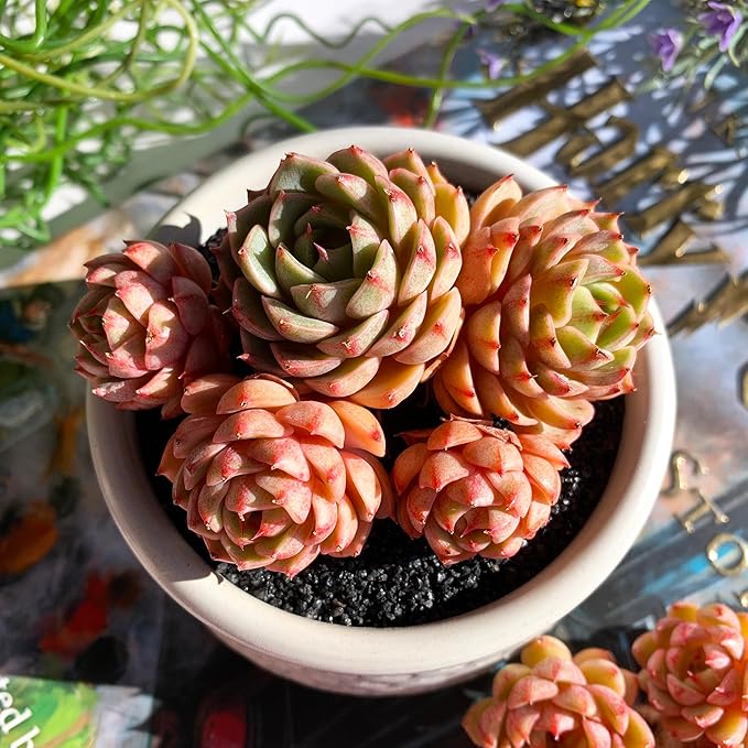 Echeveria Ben Badis Rare Live Succulent Plants, Cluster 3.5" Bare Root Without Pot & Soil, Garden Indoor Office Desk Baby Shower Decoration, Friend Plant Lovers Gifts