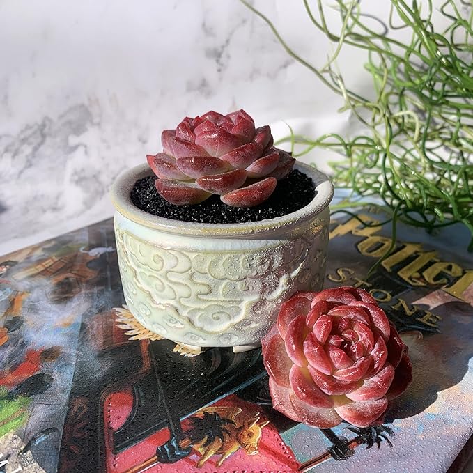 Echeveria Snow Lotus Rare Live Succulent Plants, 1 Head 2.5" Bare Root Without Pot & Soil, Garden Indoor Office Desk Baby Shower Decoration, Friend Plant Lovers Gifts