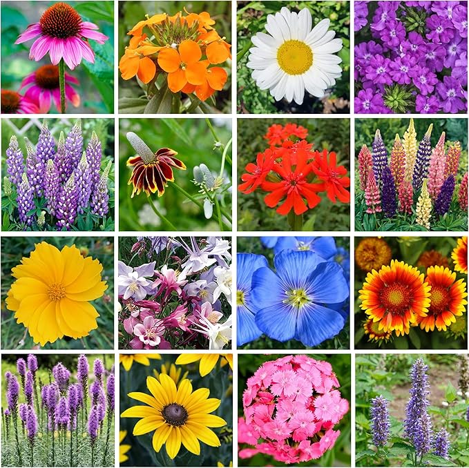 Perennial Wildflower Seeds – GevaGrow 1oz Packet Covers 100 Sq Ft | 20 Species of Non-GMO, Organic Flowers | High Germination, Pure Seed Mix for Outdoor Planting, Gardens, Pollinators & Bees