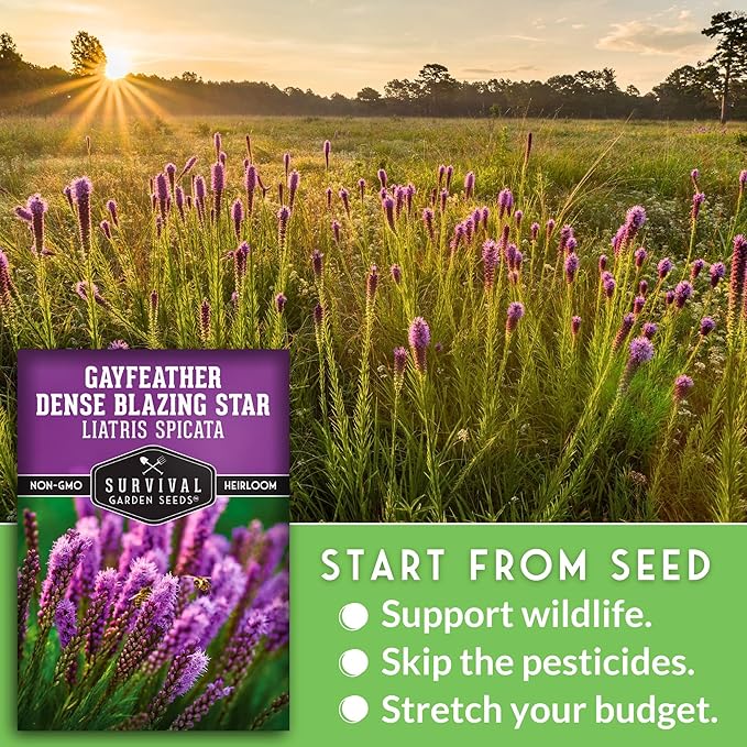 Survival Garden Seeds - Dense Blazing Star (Liatris spicata) | Gayfeather | Prairie Feather | North American Native Wildflower Seeds - 1 Pack