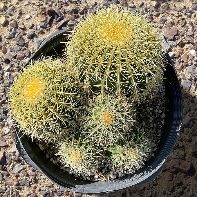 Cactus Outlet - Golden Barrel Cactus Plant - Live Cactus Plants - Barrel Cactus Plants Live - 10 Gal - Landscape Ready Barrel Cactus Plants Live Delivered Right to Your Door - Live Plants Outdoor