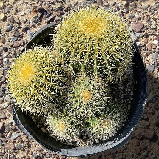 Cactus Outlet - Golden Barrel Cactus Plant - Live Cactus Plants - Barrel Cactus Plants Live - 10 Gal - Landscape Ready Barrel Cactus Plants Live Delivered Right to Your Door - Live Plants Outdoor