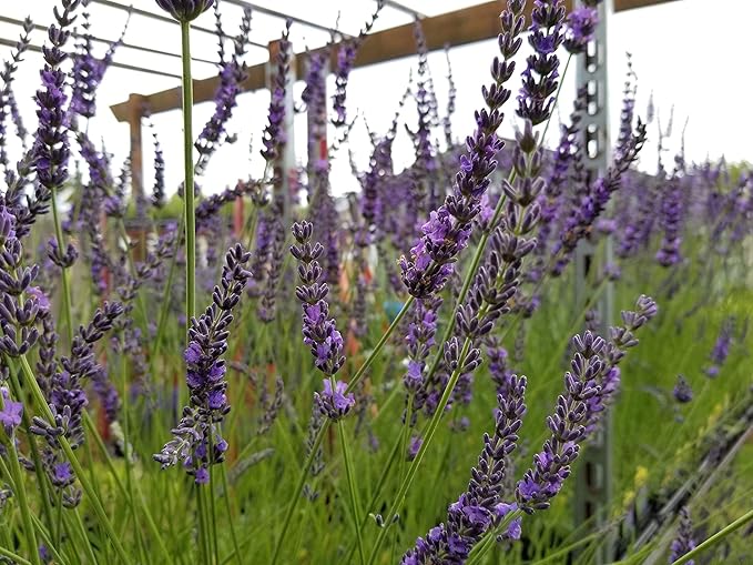 L+ Findlavender Lavender x Intermedia Phenomenal (4" Size Pots, Bee Friendly, Evergreen, 8 Live Plants)