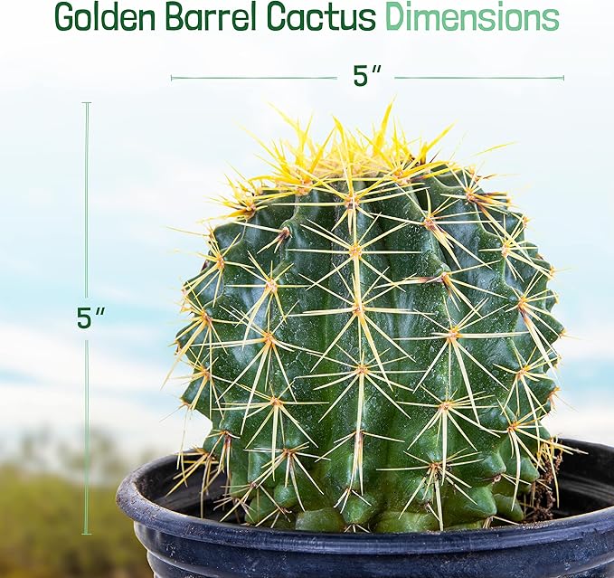 Cactus Outlet- Golden Barrel Cactus Plant - Live Cactus Plants - Barrel Cactus Plants Live - 1 Gal - Landscape Ready Barrel Cactus Plants Live Delivered Right to Your Door - Live Plants Outdoor