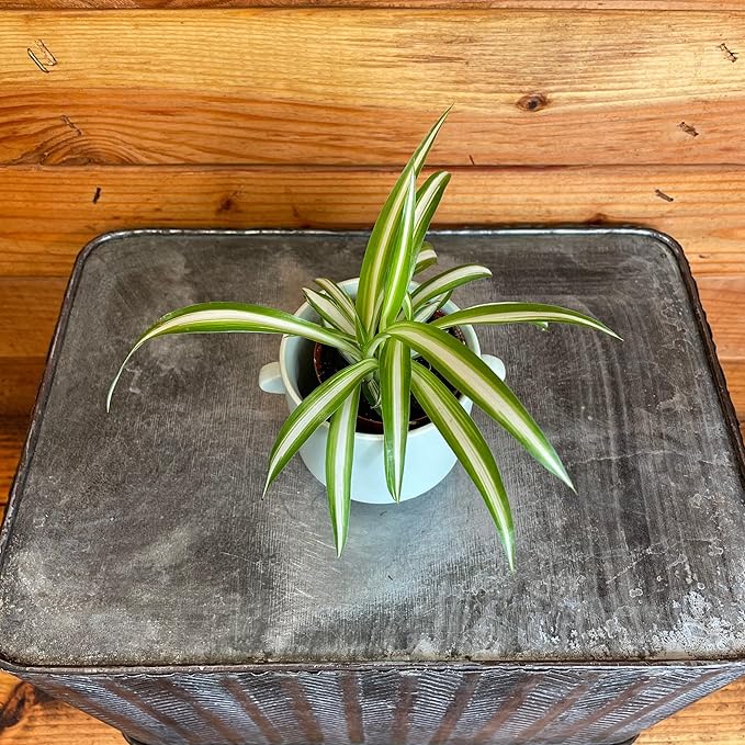Chlorophytum Variegated Spider Plant - 2" Plant
