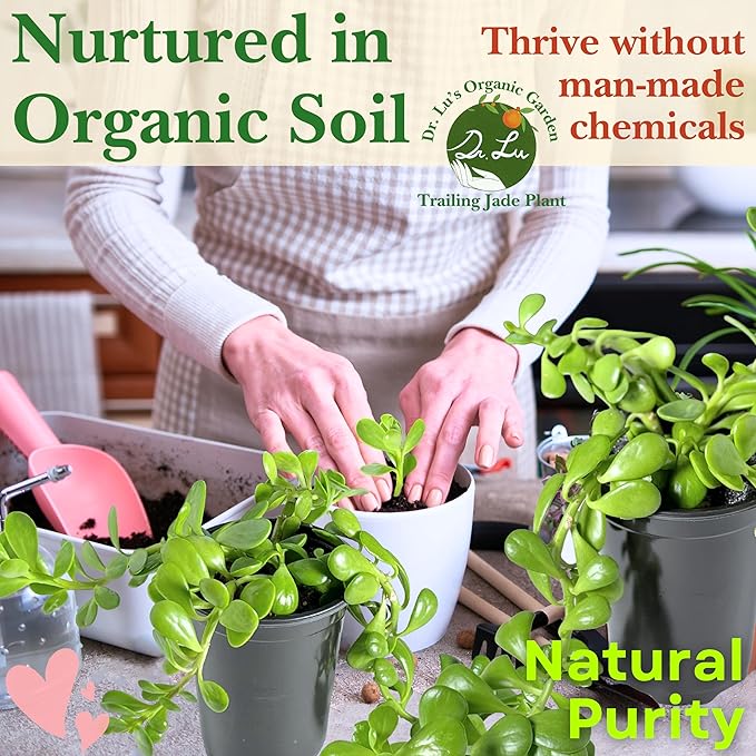 Dr. Lu’s Organic Trailing Jade Plant | Rare Jade Plant | Succulents Plants Live | Air Purifying Plants Indoor | Easy Grow House Plants in 5'' H x 4'' W Nursery Pot