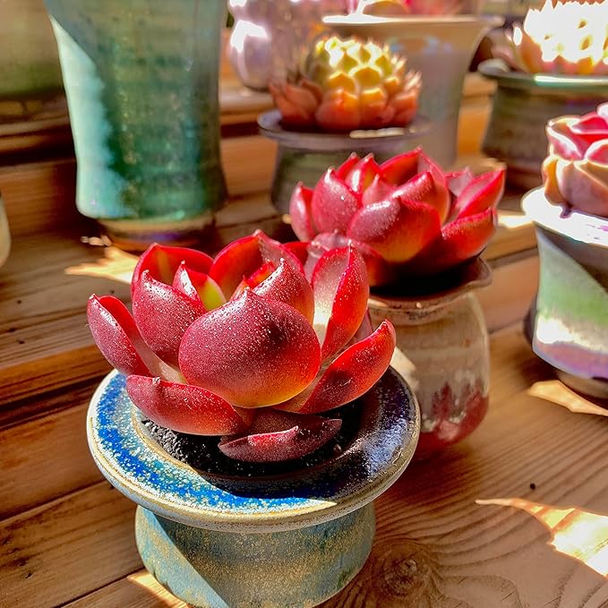 FWPP Live Succulents Plants Echeveria Red Lantern 2.5 inches,Rare red Succulents Bare Root Without Pot Soil, Live Plants Indoor Office Decoration Wedding and Gift