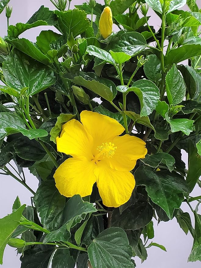 Braided Hibiscus Live Tree - Yellow Ft. Myers - Overall Height 38" to 44" - Tropical Plants of Florida (Plant Only)
