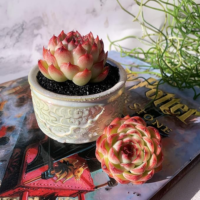 Echeveria Soul Fairy Rare Live Succulent Plants, 1 Head 2.5" Bare Root Without Pot & Soil, Garden Indoor Office Desk Baby Shower Decoration, Friend Plant Lovers Gifts