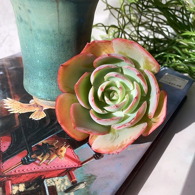 Echeveria Neon Glow Rare Live Succulent Plants, 1 Head 3.5" Bare Root Without Pot & Soil, Garden Indoor Office Desk Baby Shower Decoration, Friend Plant Lovers Gifts