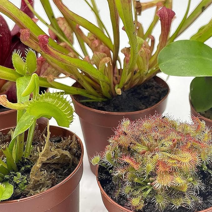 BubbleBlooms Carnivorous Plant Assortment Set, 5 Live Different Plants in 2 inch Pots