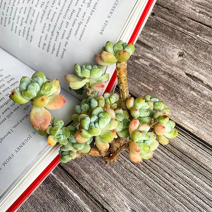 Sedum Clavatum Rare Live Succulent Plants, Cluster 3" Orange Green, Bare Root Without Pot & Soil, Garden Indoor Office Desk Baby Shower Decoration, Friend Plant Lovers Gifts