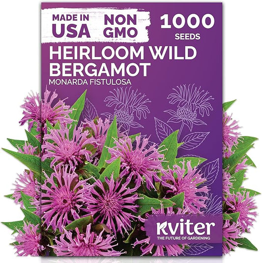 KVITER 1,000 Wild Bergamot Seeds for Planting (Monarda fistulosa) – Bee Balm Native Wildflower, Pollinator Magnet, Organic & Non GMO – Perennial Flower Seeds to Plant Outside in Flower/Herb Garden