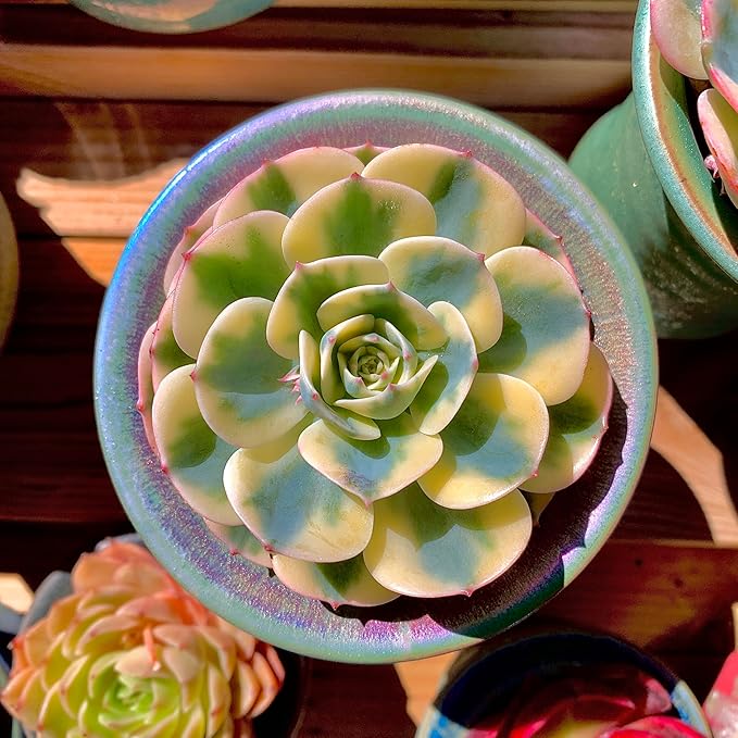 Echeveria Secunda VAR. Glauca Variegated Rare Live Succulent Plants, Green 1 Head 3.5" Live Plant, Package Without Pot & Soil, Garden Indoor Office Desk, Wedding Party Decoration, Friend Lovers Gifts