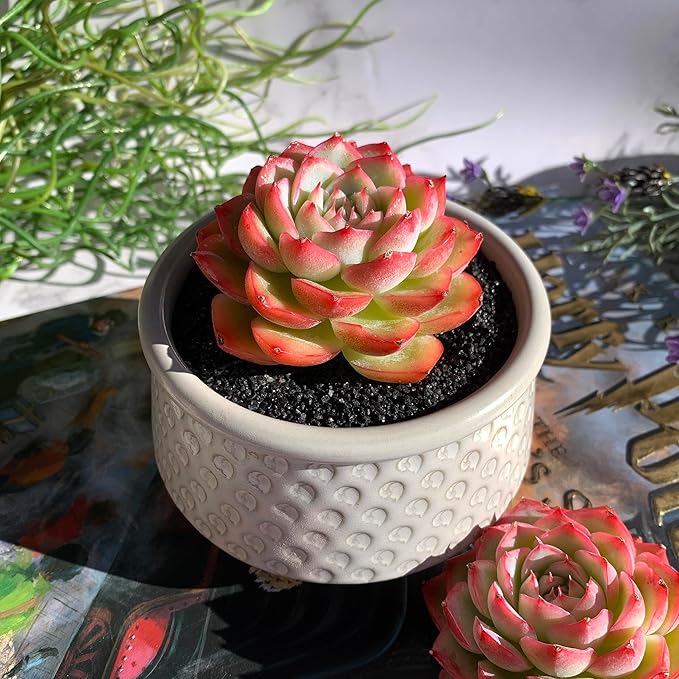 Echeveria Silhouette Rare Live Succulent Plants, 1 Head 3.5" Bare Root Without Pot & Soil, Garden Indoor Office Desk Baby Shower Decoration, Friend Plant Lovers Gifts