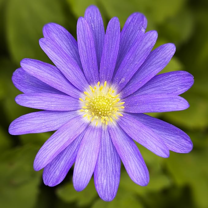 Easy to Grow Anemone Blanda Blue Shades 20 Plant Bulbs - Blue Violet Flowers in Spring Outdoor, Full Sun