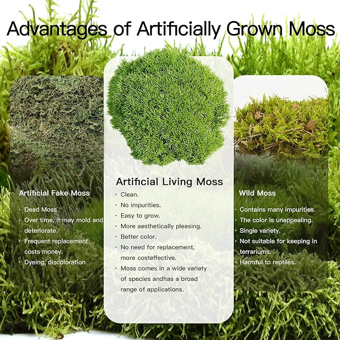 Live Moss – Hypnum Moss (3 Sheets, Each Approx. 3.5"x7") for Terrariums, Fairy Gardens, Bonsai & Natural Plant Decor – Naturally Grown, Reusable, Not Artificial