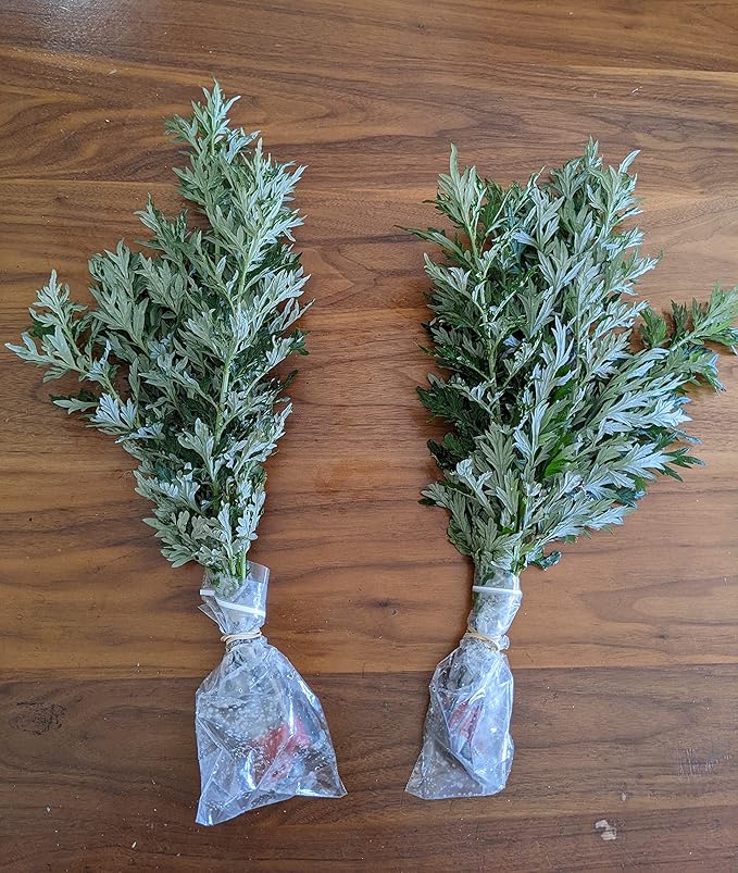 6 Fresh 16" Branches w/Leaves Organic Mugwort Herb Wicca Artemisia Vulgaris 艾草