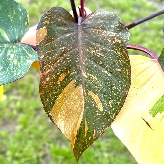 Live Philodendron Orange Princess Plant – 4” Indoor Variegated Aroid with Dark Green and Copper-Orange Foliage | Air Purifying Houseplant for Low Light Rooms | Houseplant for Home or Office Decor