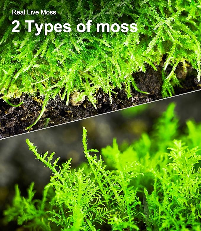 Real Live Moss Variety Pack (Each 3.5"x7"), Decorative Real Moss for Terrariums, Mini Gardens, Potted Plants & Bonsai – Naturally Grown, Reusable, Not Artificial