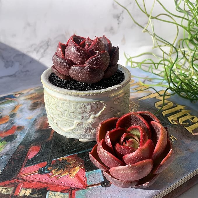 Echeveria Red Lantern Rare Live Succulent Plants, 1 Head 3.6" Red, Bare Root Without Pot & Soil, Garden Indoor Office Desk Baby Shower Decoration, Friend Plant Lovers Gifts