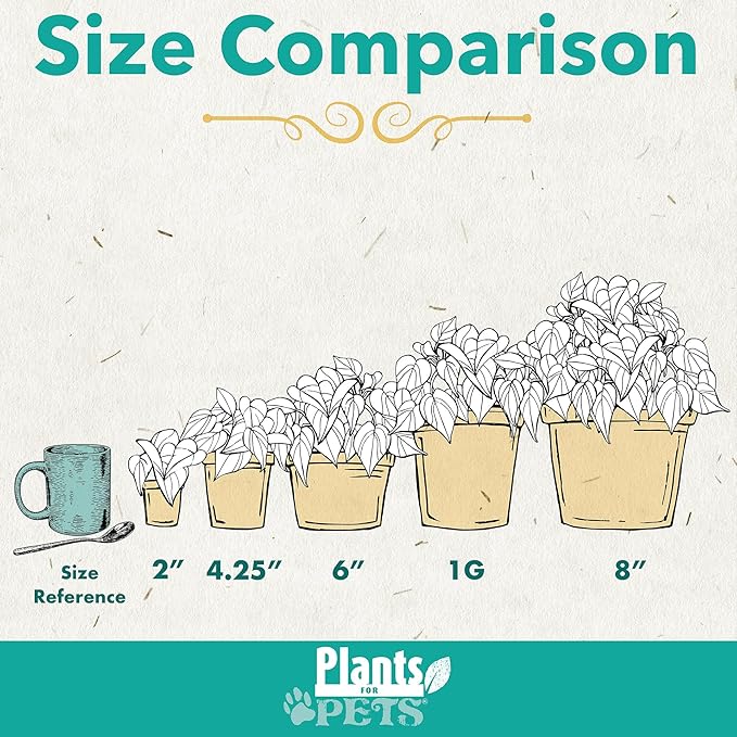 Live Fiddle Leaf Fig Tree Ficus, House Plant Decor in 6" White Pot, Easy Plant Gift, Live Ficus Tree, Real Office and Home Décor by Plants for Pets