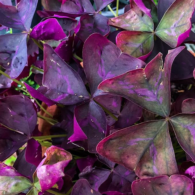 Easy to Grow Oxalis Triangularis Purple Shamrocks 20 Plant Bulbs - Dark Purple Foliage & Light Pink Flowers Indoor or Outdoor Zones 6-10