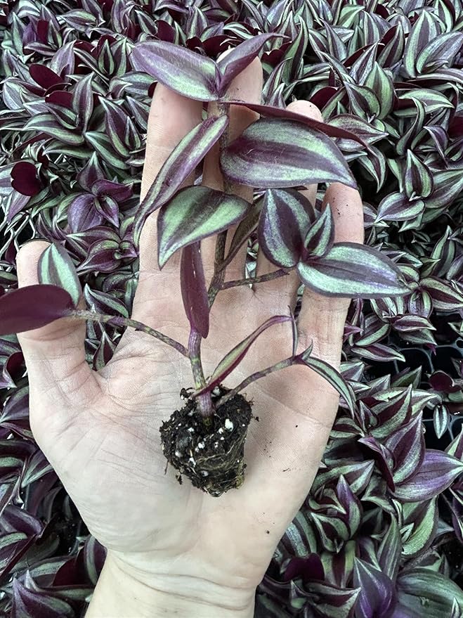 Live Wandering Jew Plant - Tradescantia Zebrina Starter Plants - Pack of 10, Healthy and Pest-Free, Vibrant Purple Foliage, Perfect for Home & Garden, Easy-Care Indoor/Outdoor Houseplant