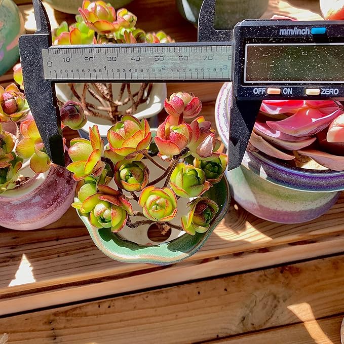 Aeonium saundersii Pinheads Rare Live Succulent Plants, Pink Cluster 3.5" Live Plant, Package Without Pot Soil, Garden Indoor Office Desk Wedding Party Baby Shower Decoration, Friend Plant Lovers Gift