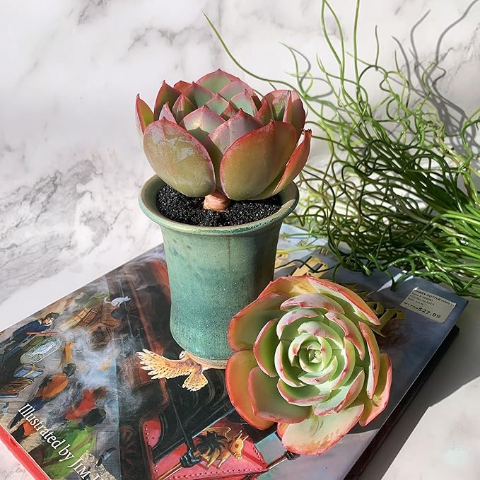 Echeveria Neon Glow Rare Live Succulent Plants, 1 Head 3.5" Bare Root Without Pot & Soil, Garden Indoor Office Desk Baby Shower Decoration, Friend Plant Lovers Gifts