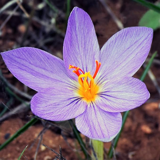 Easy to Grow Crocus Sativus Saffron Crocus 20 Plant Bulbs - Purple Flowers in Fall, Full Sun Outdoor Zones 6-9, Grow The Most Expensive Spice