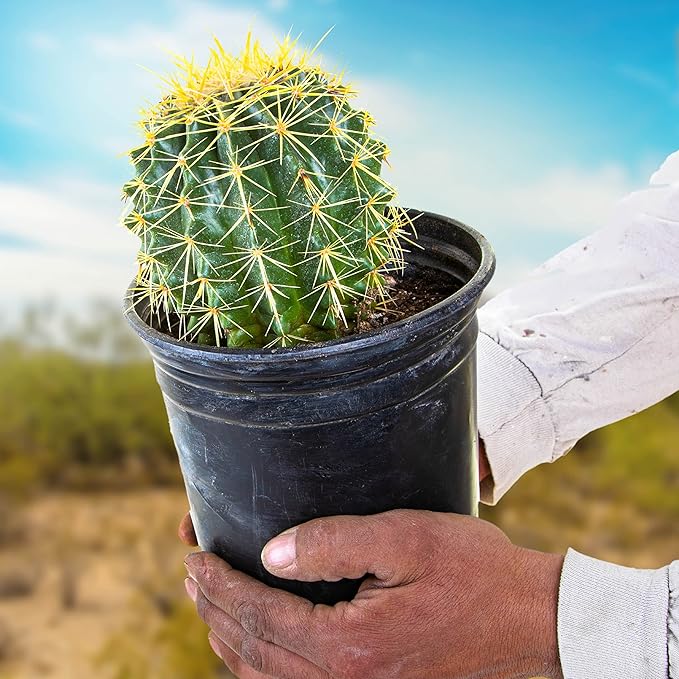 Cactus Outlet- Golden Barrel Cactus Plant - Live Cactus Plants - Barrel Cactus Plants Live - 1 Gal - Landscape Ready Barrel Cactus Plants Live Delivered Right to Your Door - Live Plants Outdoor