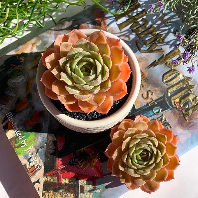 Echeveria Onslow Rare Live Succulent Plants, 1 Head 3" Bare Root Without Pot & Soil, Garden Indoor Office Desk Baby Shower Decoration, Friend Plant Lovers Gifts